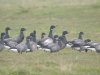 Pale-bellied Brent Goose at Fleet Head (Steve Arlow) (55673 bytes)